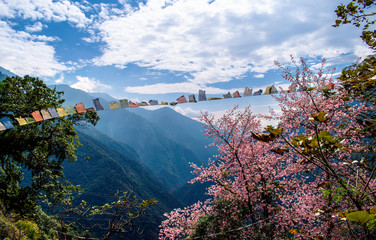 Beautiful Contrast of Nature