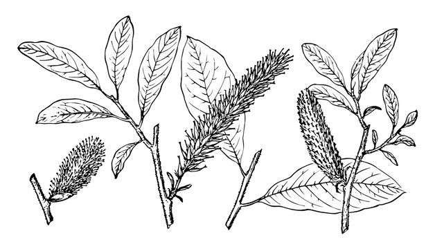Branch of Alaska Willow vintage illustration.