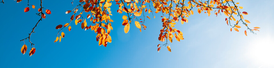 Multi colored autumn leaves on blue sky background