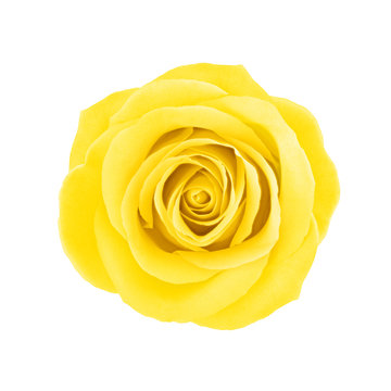 Yellow rose flower isolated on a white. Detailed retouch