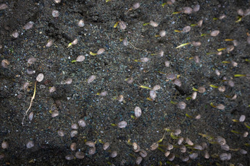 Plantation with green coffee leaves in Colombia