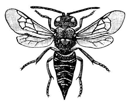 black and white wasp detailed drawing clip art preview