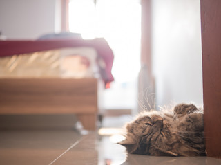 Persian fluffy kitty lying on the floor.