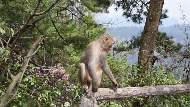 Wild monkey sitting and shortly scratching itself in Zhangjiajie National Park in China
