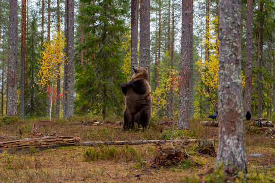 Bear scratching his back on a tree