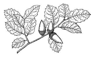 Branch of Coast Live Oak vintage illustration. © Morphart