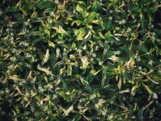 background of green leaves