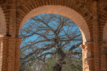 Chiapa de Corzo Tree