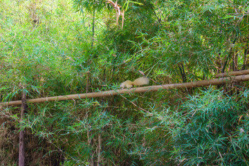 Squirrel is on the bamboo.