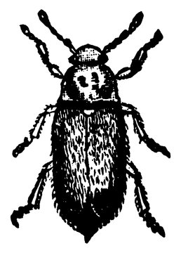 Raspberry Beetle, vintage illustration.