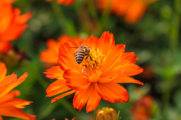 Starburst Flowers.