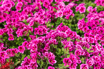 Fototapeta premium Close-up of french geranium