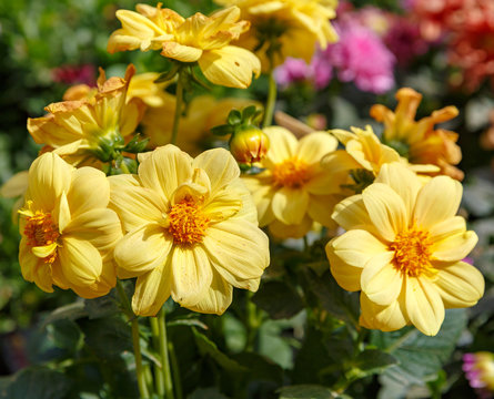 Big decotative yellow flowers
