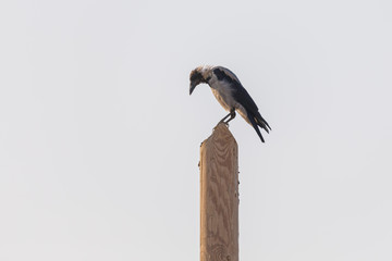 Hooded with peeled feathers on the back of the head crow on a wooden pillar