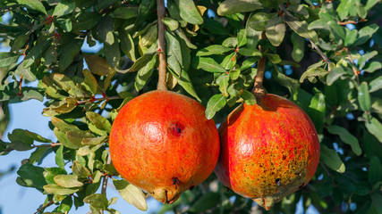 Two pecked by birds pomegranates