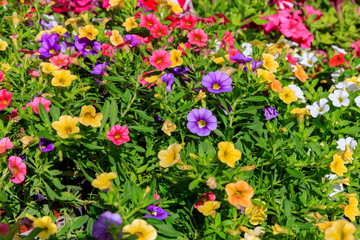 Obraz premium Bright multi colored bell flowers