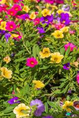 Vertical background with bright multi colored bell flowers