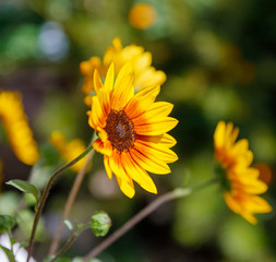Side view on the decorative sunflower with yellow and orange petals
