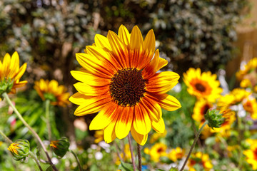 Decorative sunflower with yellow and red petals