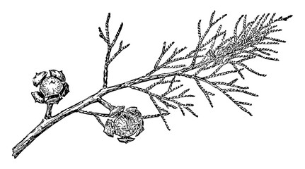 Branch of Arizona Cypress vintage illustration.