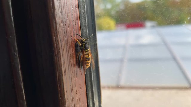Macro close up of dangerous wasp insect sitting on window