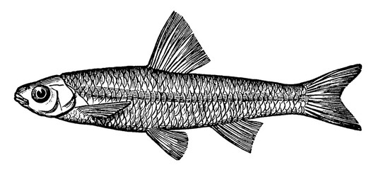 Spottail Minnow or Shiner, vintage illustration.