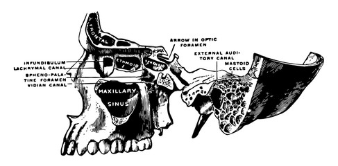 Superior Maxillary Bone and Sinuses, vintage illustration. © Morphart