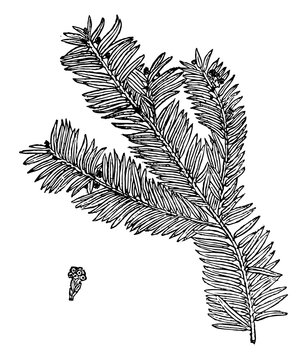 Taxus Brevifolia vintage illustration.