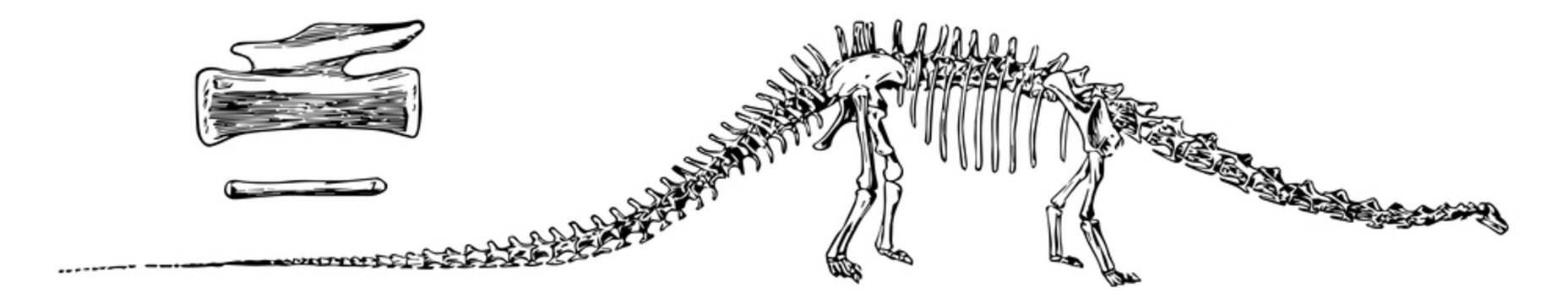 Diplodocus, vintage illustration.