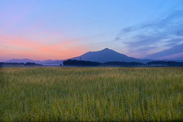 Fototapeta premium 筑波山 麦畑 大空 夜明け