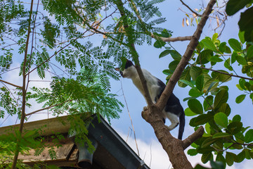Cat stands on the tree.