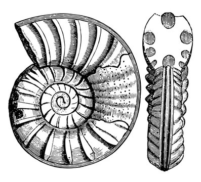 recommend clip art: Ammonites obtusus, vintage illustration.