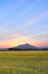 Fototapeta premium 筑波山 麦畑 大空 早朝