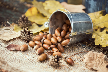 Autumn still life with acorns in a zinc bucket scattered on the table.