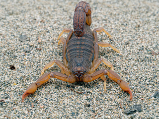 Front view of an alligator back scorpion, Hottentotta hottentotta, on sand. This species is distributed widely in western and central Africa