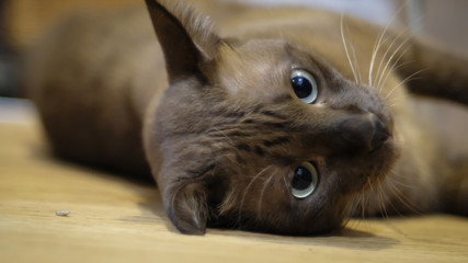 Portrait of cute young chocolate brown cat lying and looking at camera.