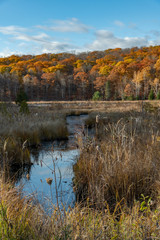 Fototapeta na wymiar Creek leading to fall colours (colors) portrait