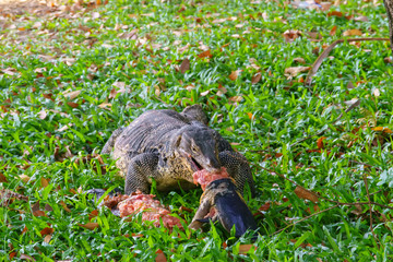 Varanus salvator. 