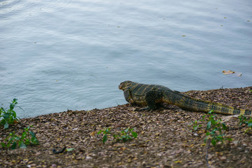 Varanus salvator. 