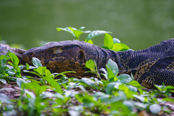 Varanus salvator. 