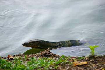 Varanus salvator. 