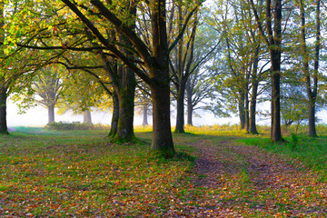 autumn in the park