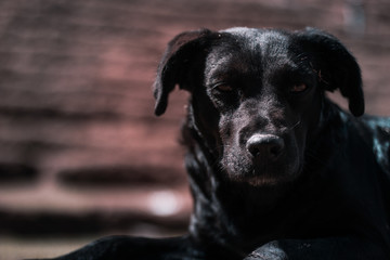 portrait of a dog