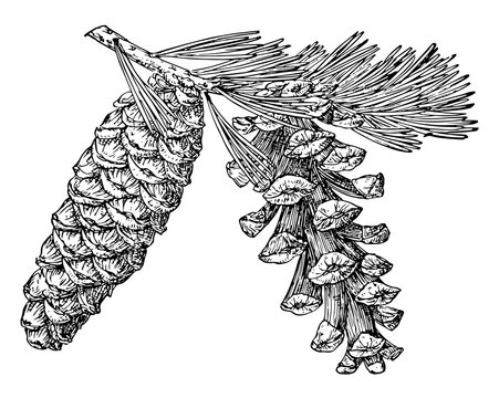 Pine Cone of Foxtail Pine vintage illustration.