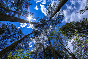 sky and trees