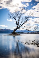 The lonely tree Wanaka, New Zealand 