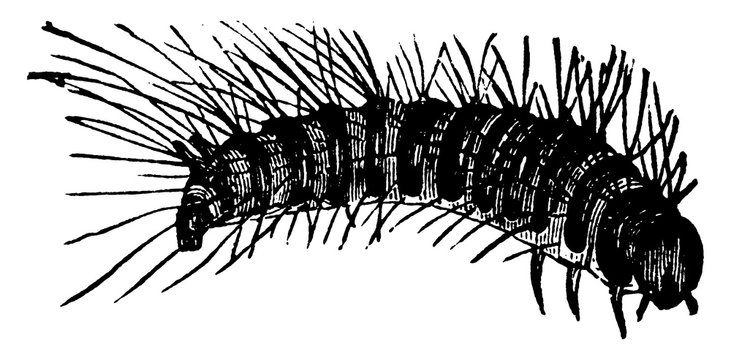 Larder Beetle, vintage illustration.