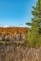 Fototapeta premium Fall colours (colors) with evergreen landscape