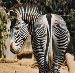 Fototapeta na wymiar 2012-07-05 Zebra Turning Back to Stare