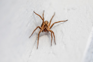 a macro shot of a brown spider sitting on a white wall